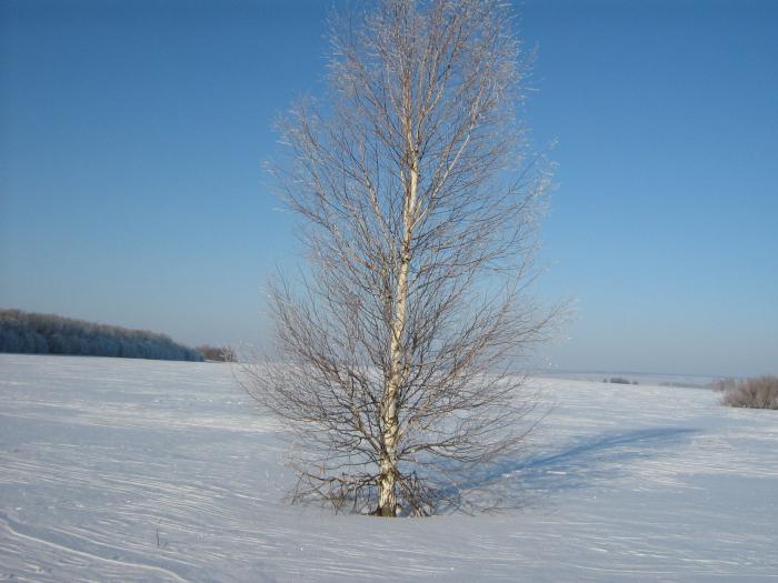 белая берёза