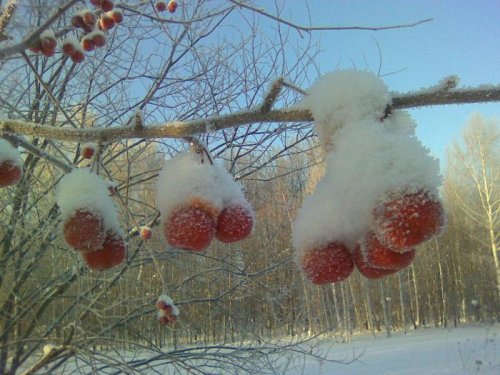 ... а зайца не догнал...