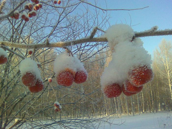 ... а зайца не догнал...