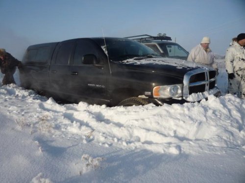 345 американских лошадей не смогли победить русский снег:-)