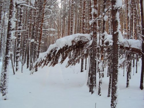 Зимний лес
