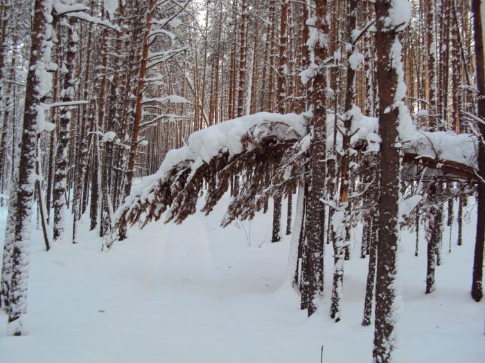 Зимний лес
