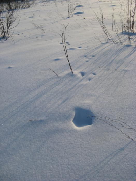 Ну где же ты Заяц...