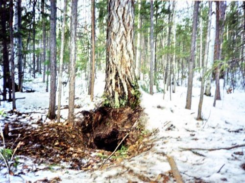 Берлога .