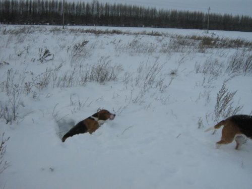 застрял