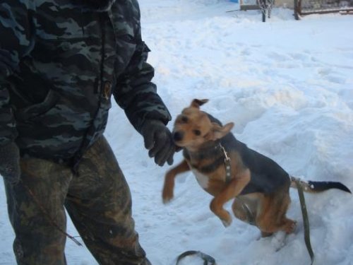 Пока на хозяине тренируюсь!