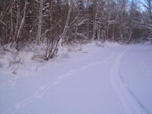Любимые места лосиков.