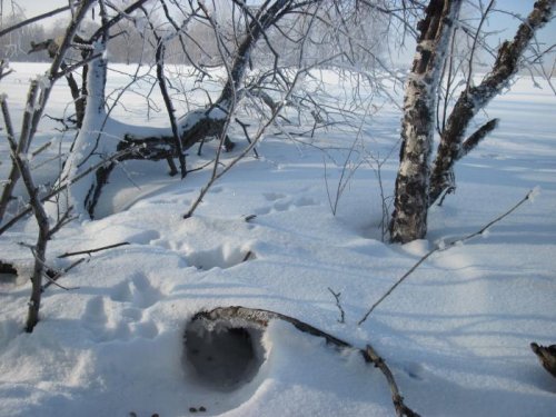 Заячья берлога