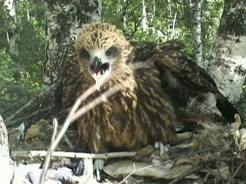 коршун