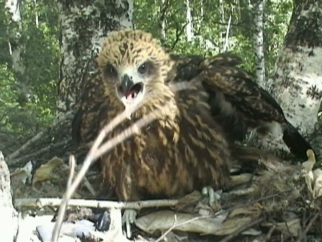 коршун