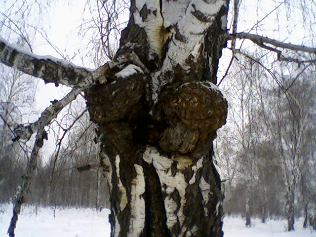 берёза 