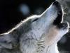 Стая из 400 волков угрожает жителям Верхоянского района Якутии
