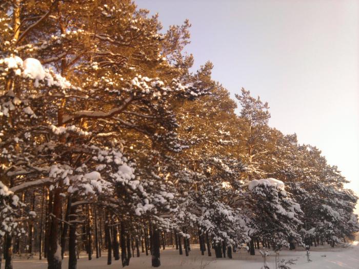 морозное утро