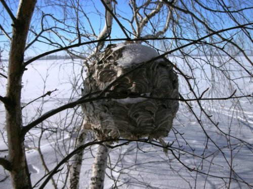 Осиный дом,