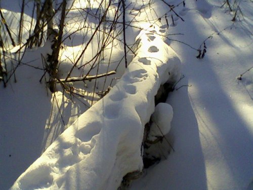 куница прошла