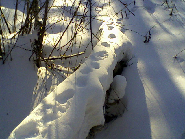 куница прошла