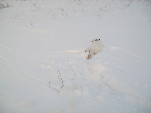 Дуплет!