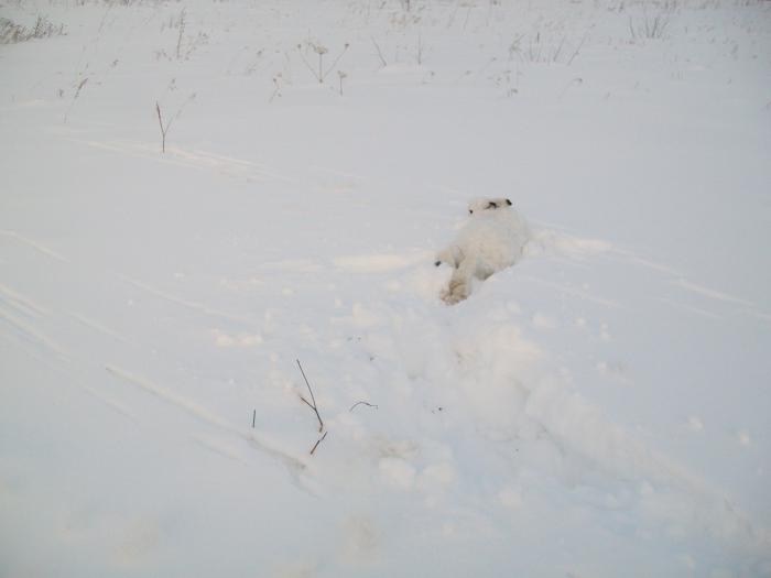 Дуплет!