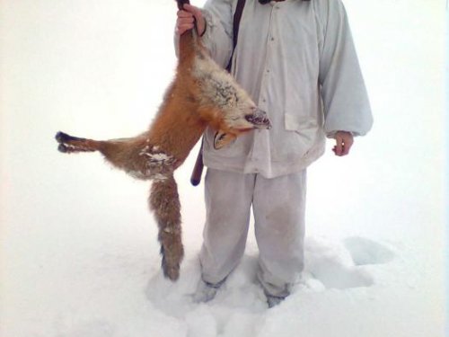 лисовин 5 февраля 2011