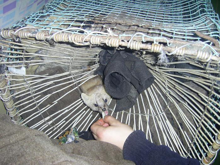 кормим соболюшку