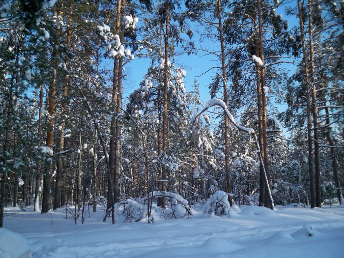 Лес 2