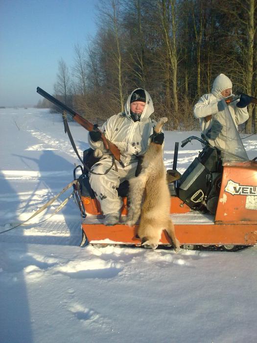 лиса