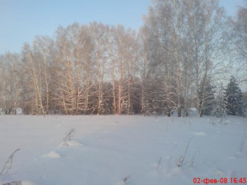 Лесопосадки