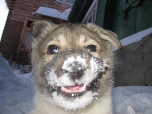 Хорош снежок