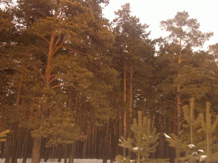 бор