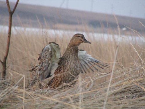 подсадная 