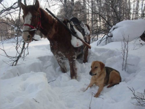 Участники охоты..))) Вторые роли.. ))) 