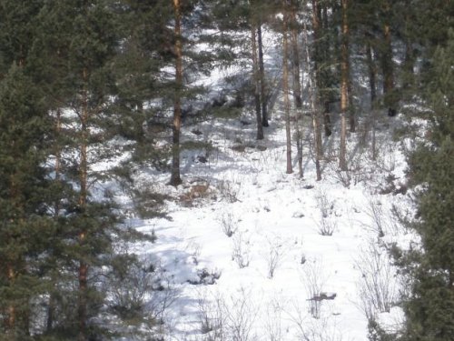 пригрелась