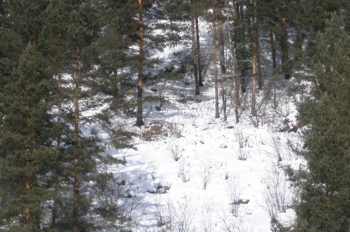 пригрелась