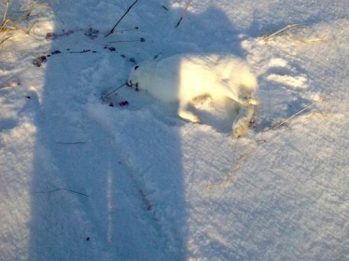 взят одним выстрелом