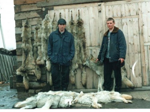 ..здесь и наш скромный вклад в сохранение копытных Сибири