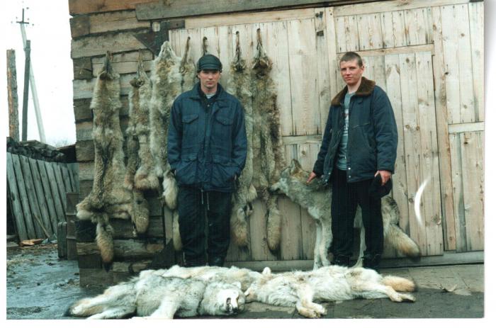 ..здесь и наш скромный вклад в сохранение копытных Сибири