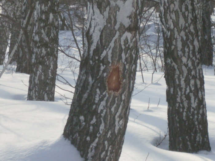 зарубка на дереве