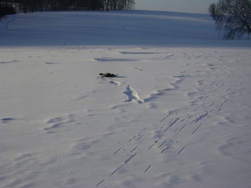 23.02.11.Удачный выстрел.