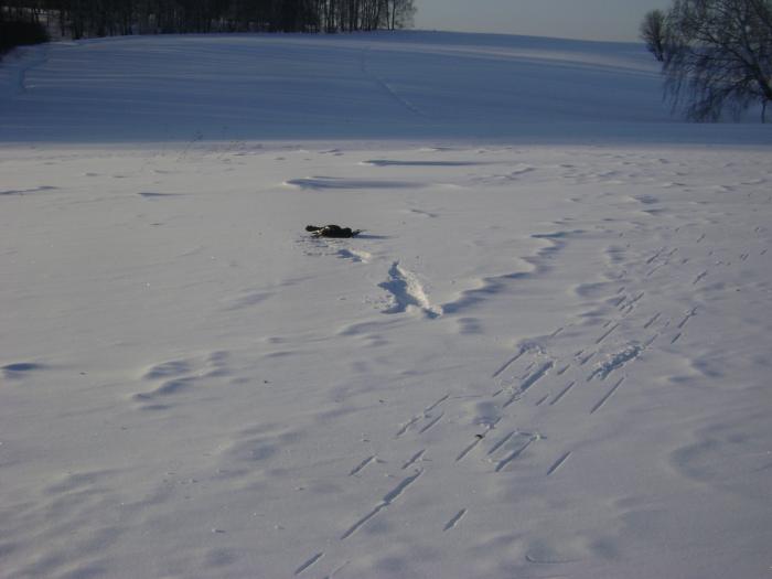 23.02.11.Удачный выстрел.