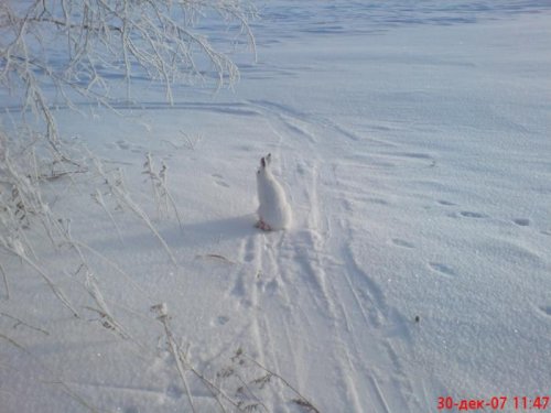 Косой