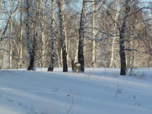 Пускай живёт