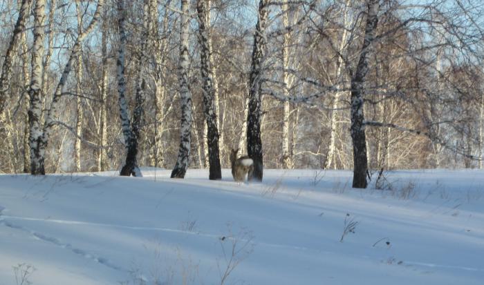 Пускай живёт