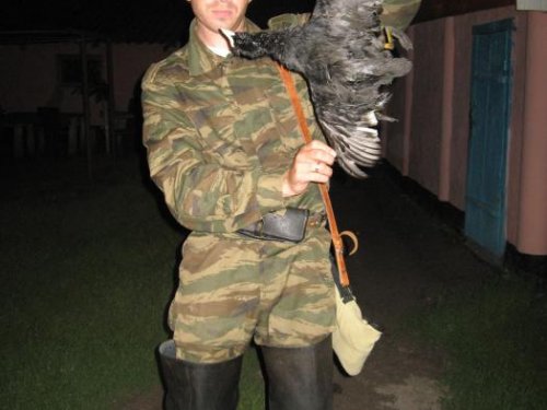 лысуха