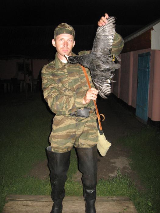 лысуха