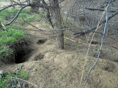 Выводковая барсучья нора.