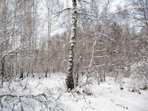 лес