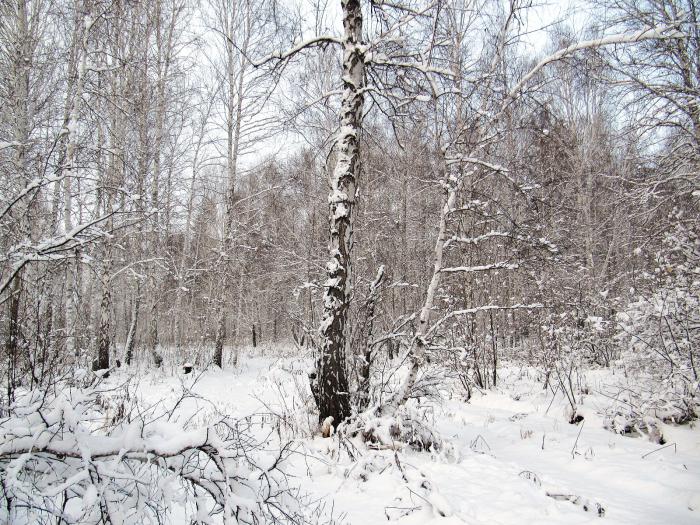 лес