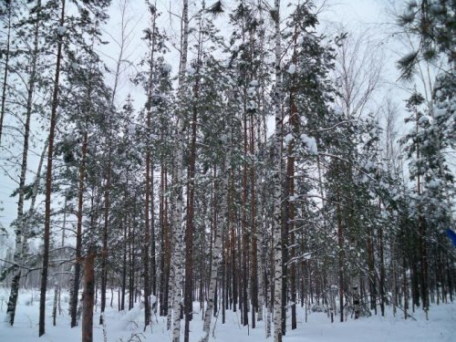 Лес 1