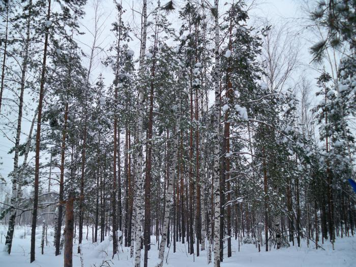 Лес 1