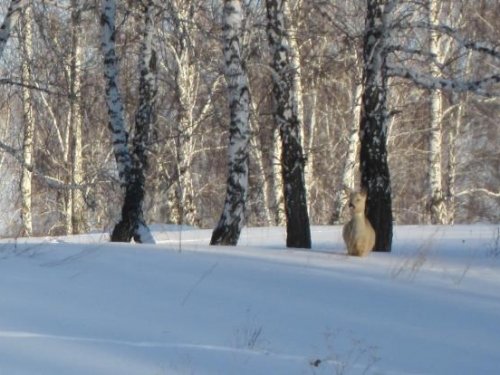 Какая встреча